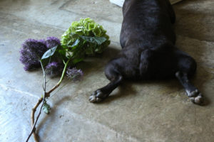 #Blossom 24　花と犬　ボストンテリアのバイス