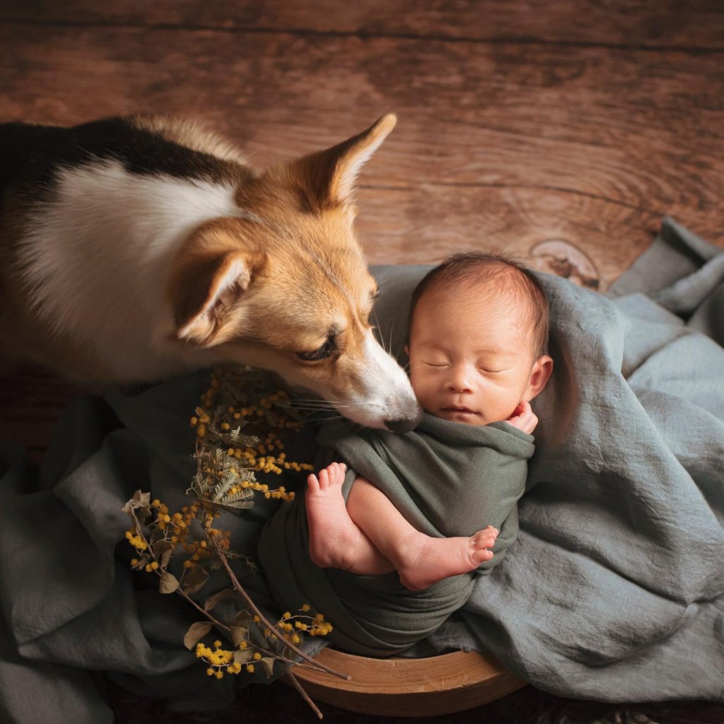 愛犬とベビーフォト